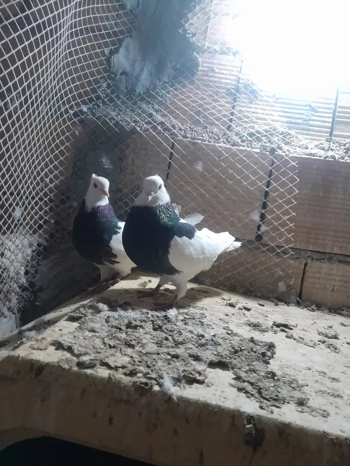 کمبود جا|پرنده|بوئین زهرا, |دیوار