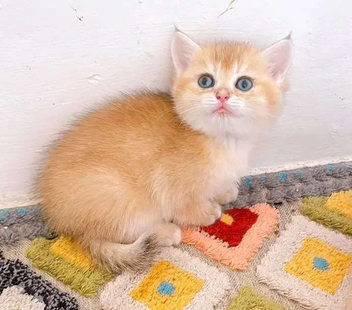 اصیل ترین گربه ها|گربه|جم, |دیوار