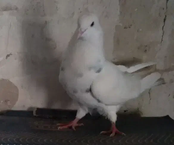 کفتر خوشکل|پرنده|ایذه, |دیوار