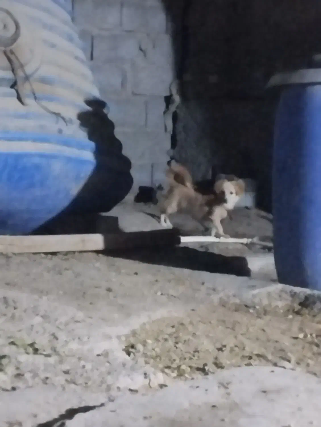 سگ پاکوتاه ماده 8ماهه|سگ|میناب, |دیوار