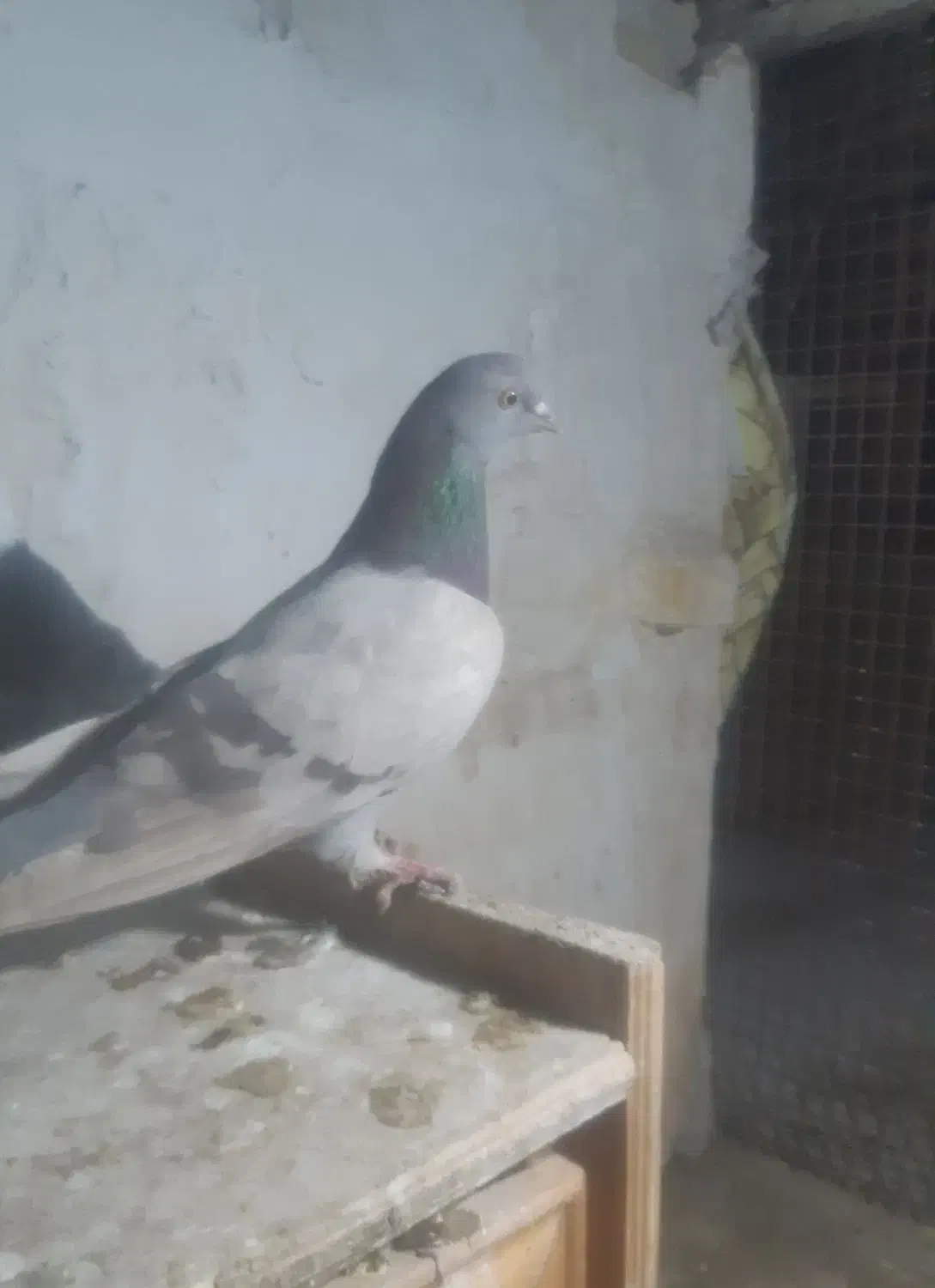 سرحال|پرنده|شاهرود, |دیوار