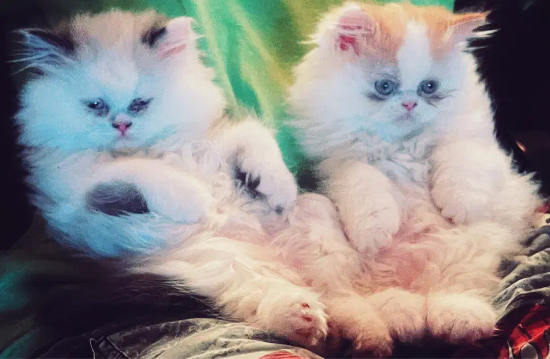 پرشین سوپر فلت نر و ماده|گربه|تهران, زیبادشت|دیوار