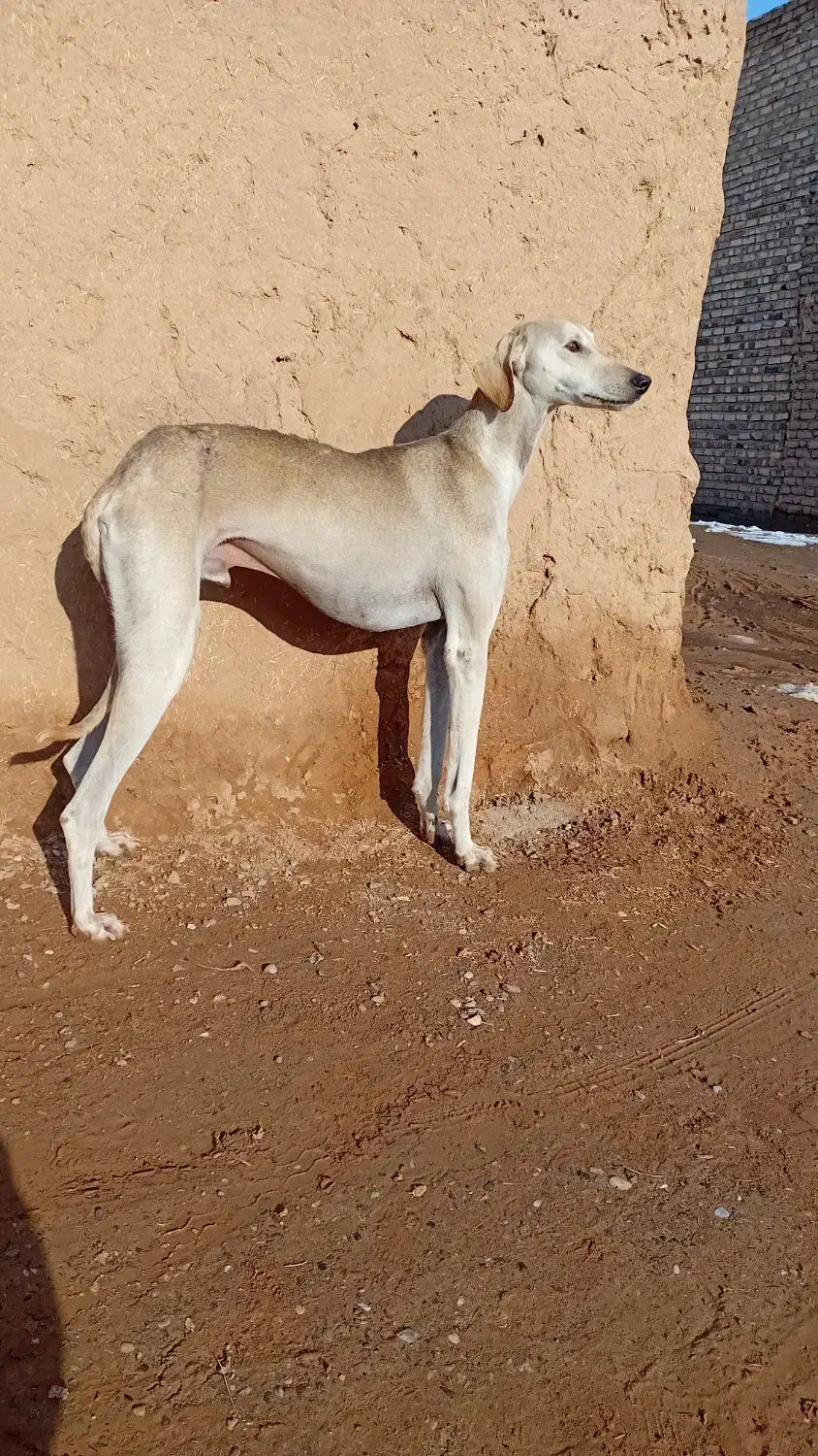 تازی.کوسه.شکاری|سگ|تربت جام, شاهد|دیوار