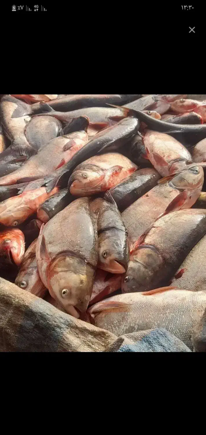 ماهی|خوردنی و آشامیدنی|دیواندره, |دیوار