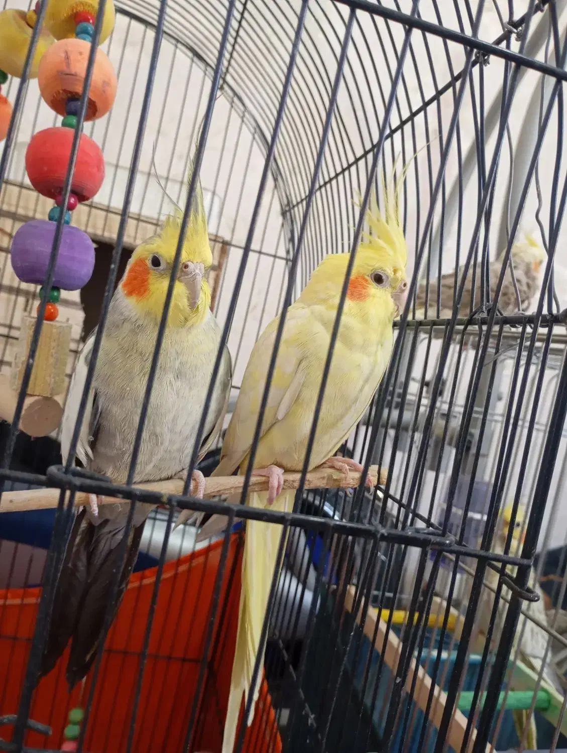 فروش یک جف مولد عروس هلندی|پرنده|شاهدشهر, |دیوار