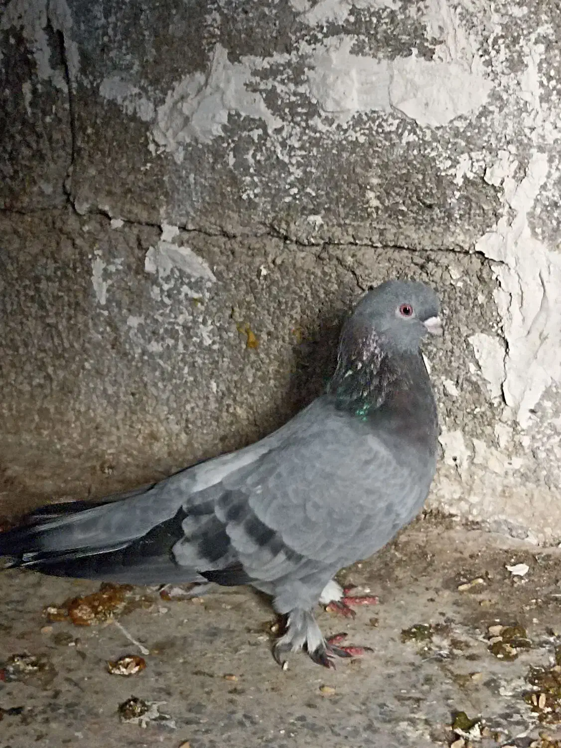 کبوتر سبز نوک ریز|پرنده|دوگنبدان, |دیوار