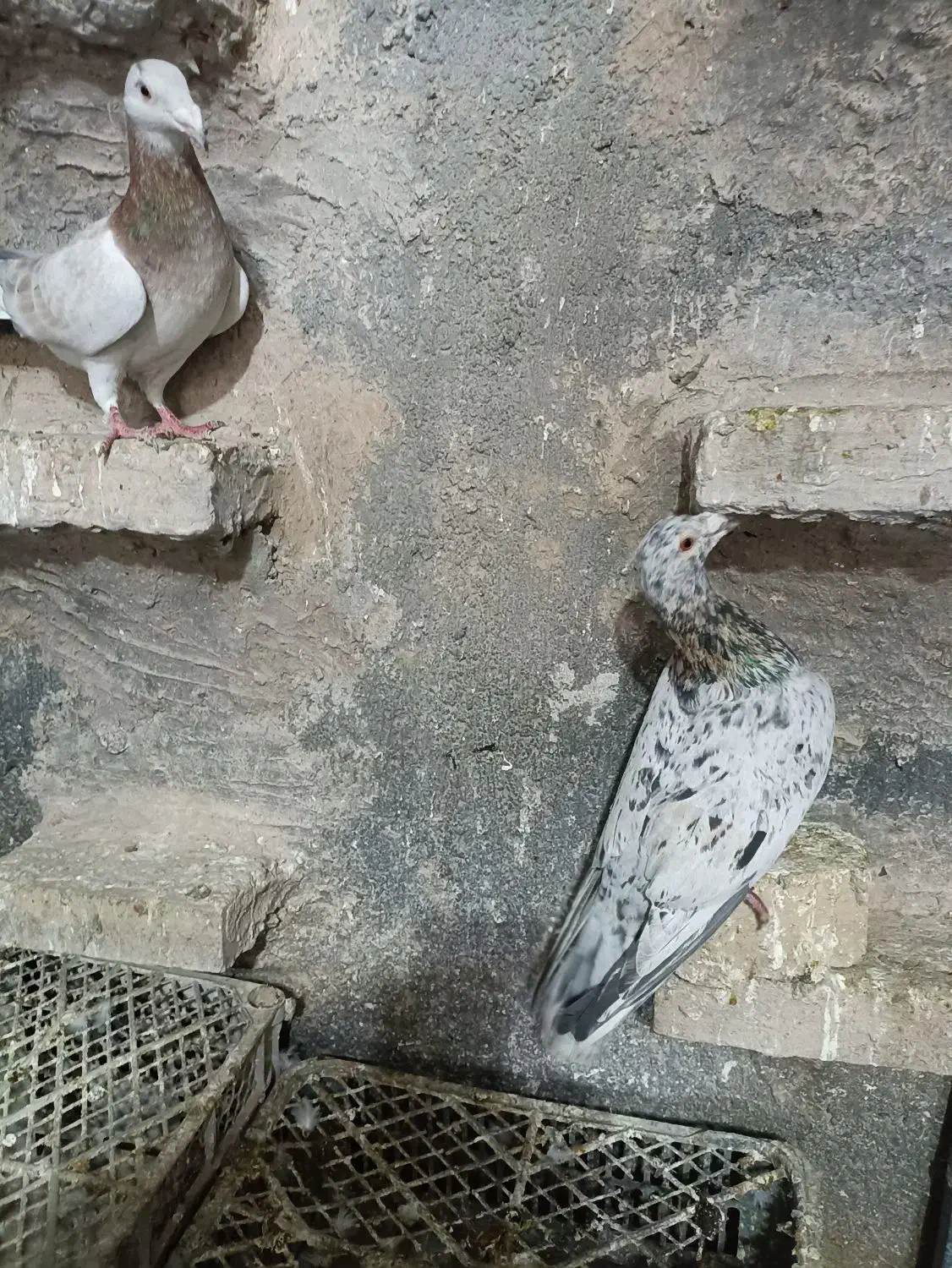 کبوتر هفت رنگ خطی|پرنده|بوئین زهرا, |دیوار