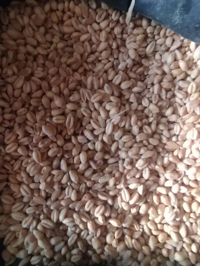 گندوم|عمده‌فروشی|بروجرد, |دیوار