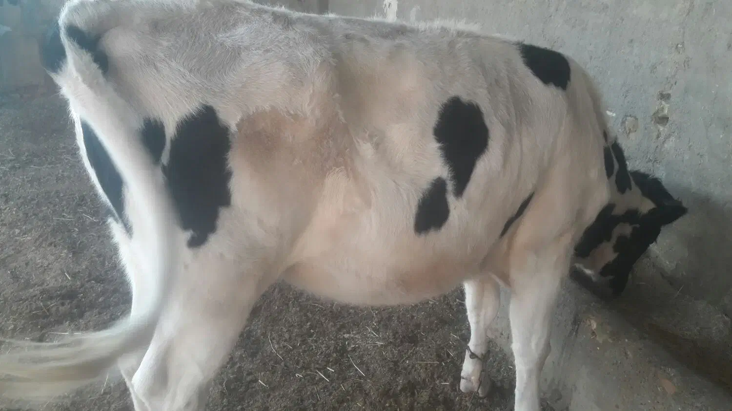 گاوگستر فروشی|حیوانات مزرعه|کرباسک, |دیوار