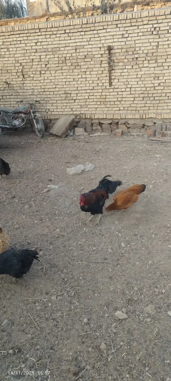 خروس دو عدد|حیوانات مزرعه|گلمکان, |دیوار