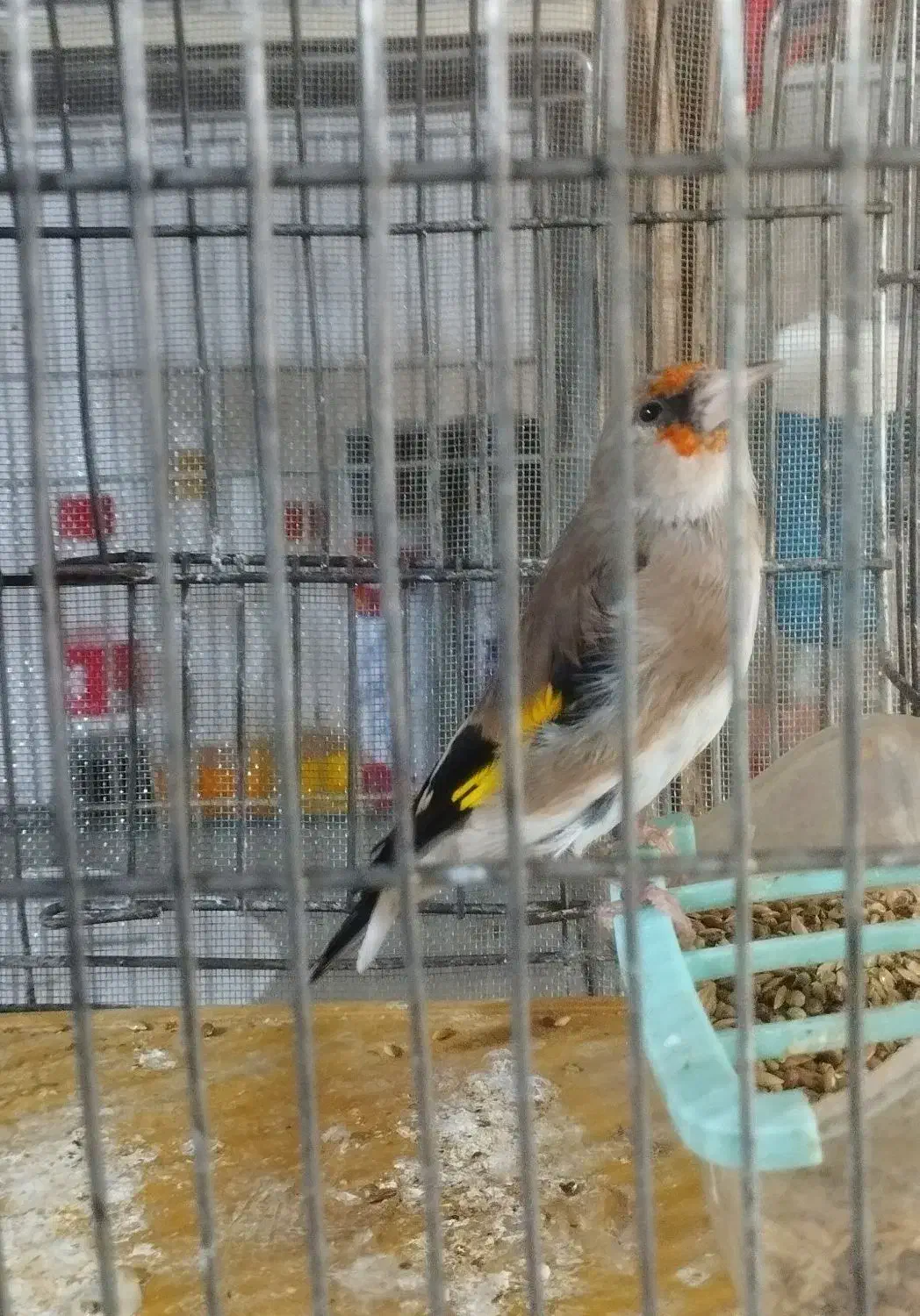 سهره سقا ماده کرمونی کارداده تضمینی ذاغسر|پرنده|کرمان, |دیوار