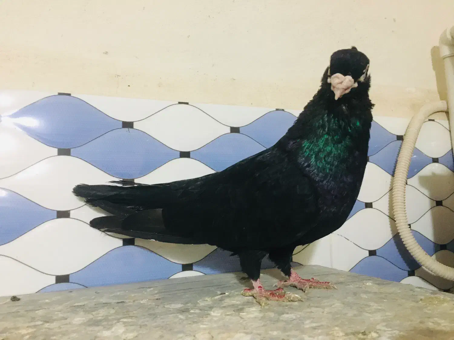 صرب|پرنده|شادگان, |دیوار