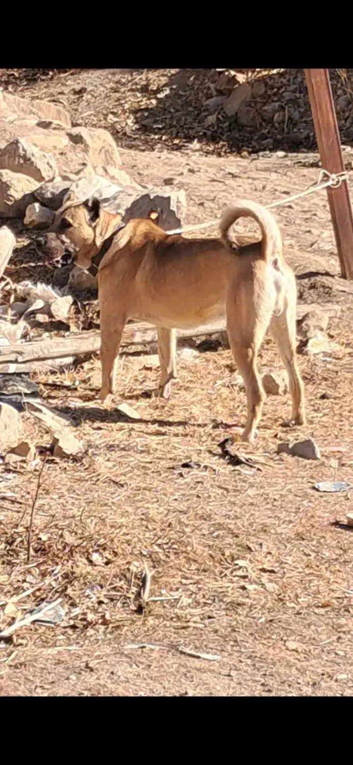 واگذاری سگ سراب|سگ|تبریز, |دیوار