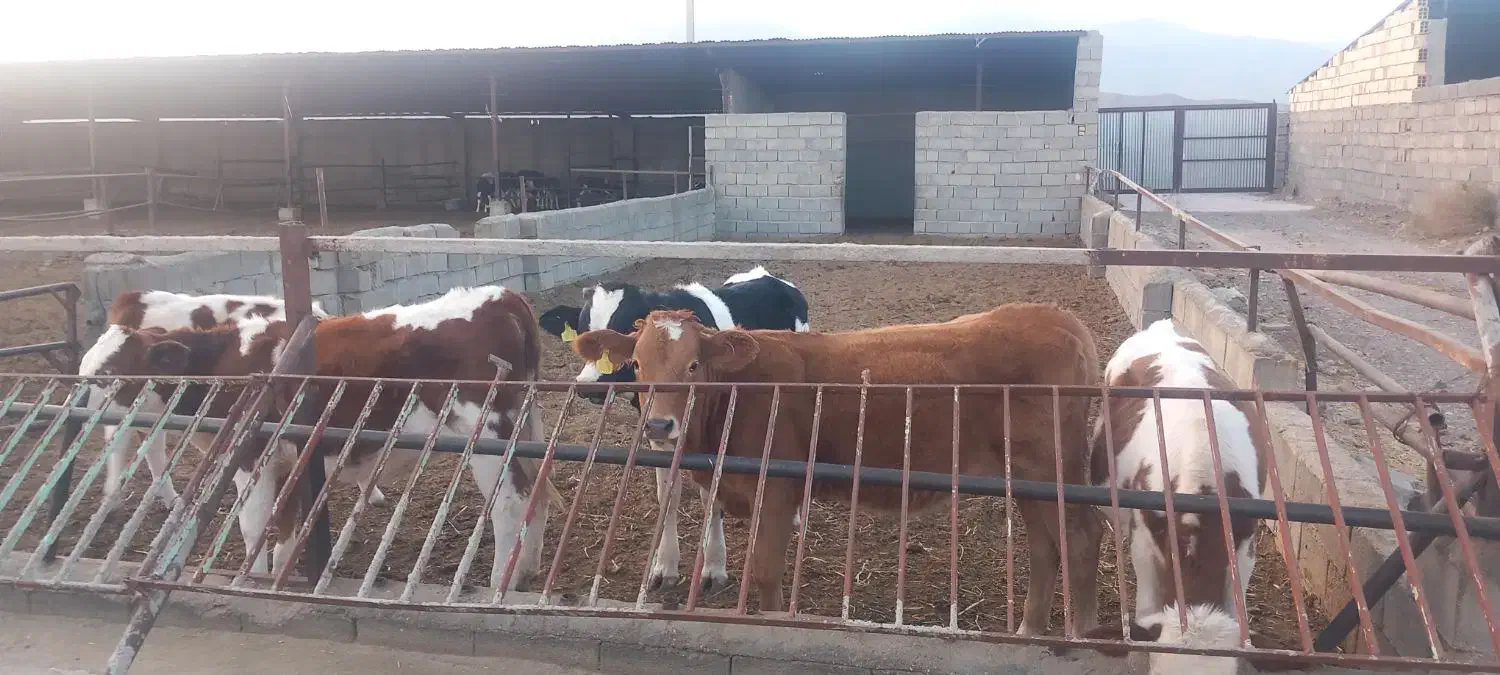 فروش تعدادی گوساله نر و ماده سیمینتال|حیوانات مزرعه|بسطام, |دیوار