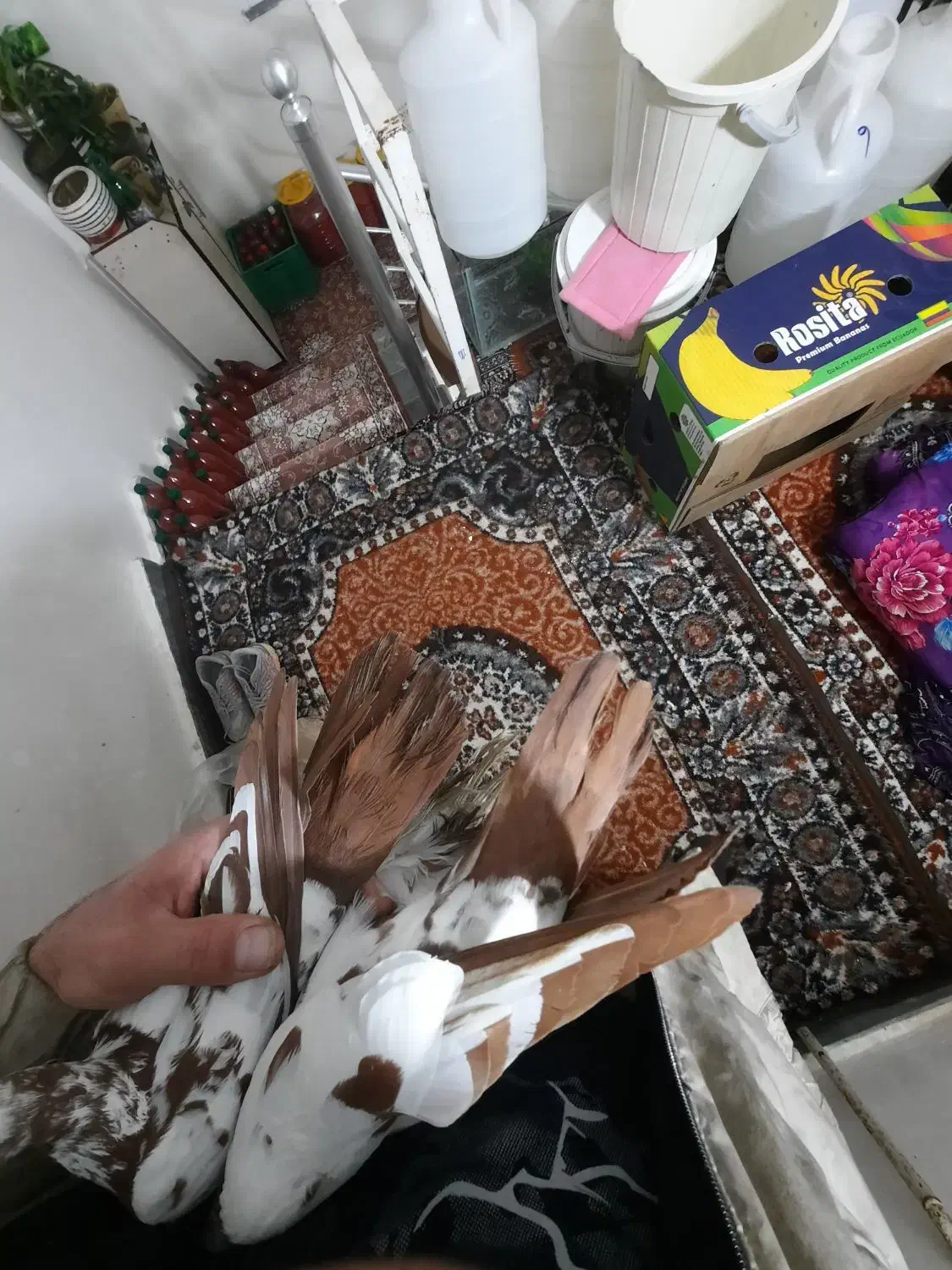 کفتر کم یاب|پرنده|تبریز, |دیوار