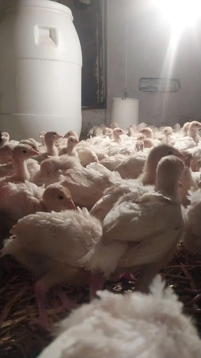 جوجه بوقلمون بیوتی ۶اصل|حیوانات مزرعه|گنبد کاووس, |دیوار