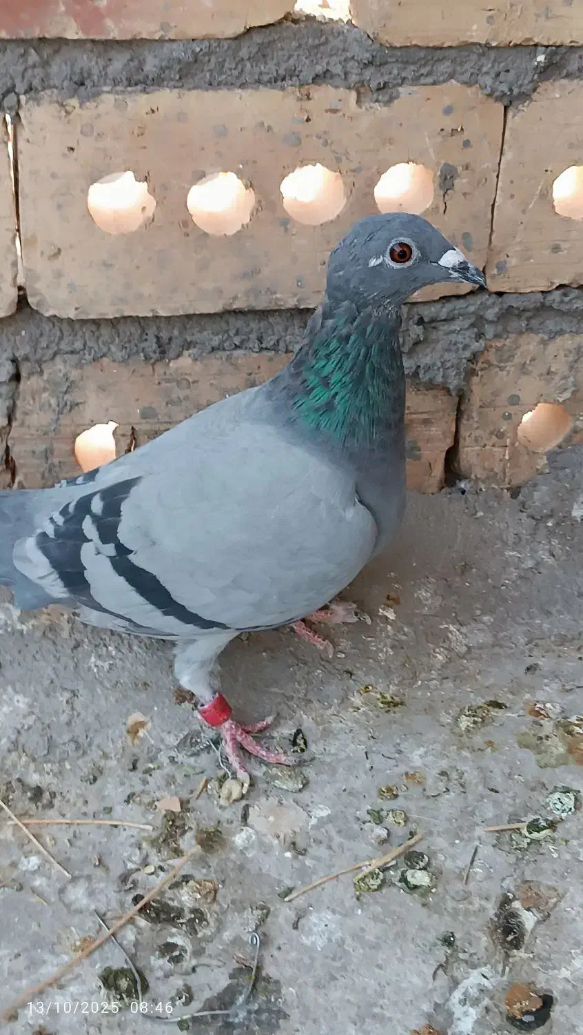 کبوتر سبز ماده|پرنده|تربت جام, معدآباد|دیوار
