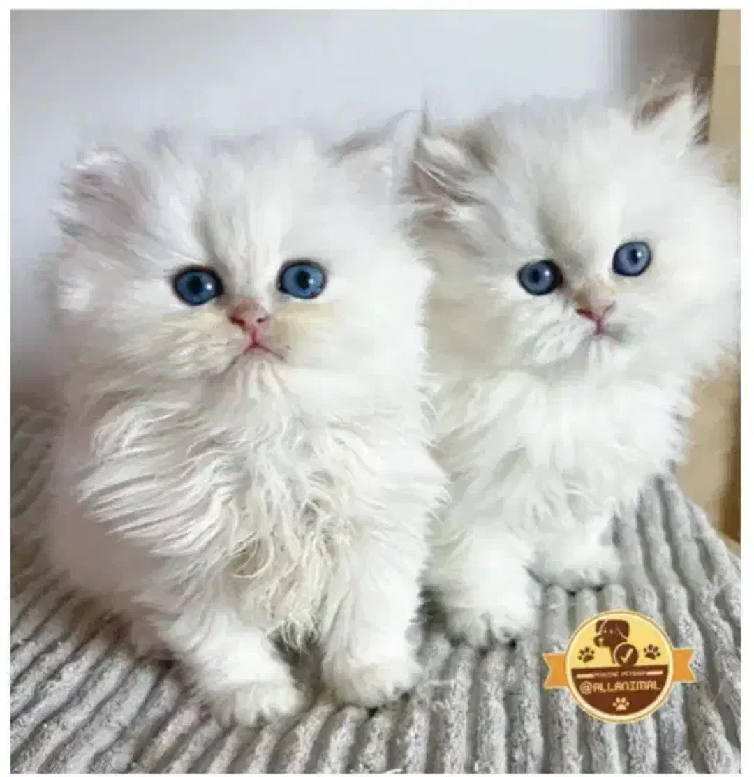 سرپرستی گربه|گربه|شاهین‌شهر, گرگاب|دیوار