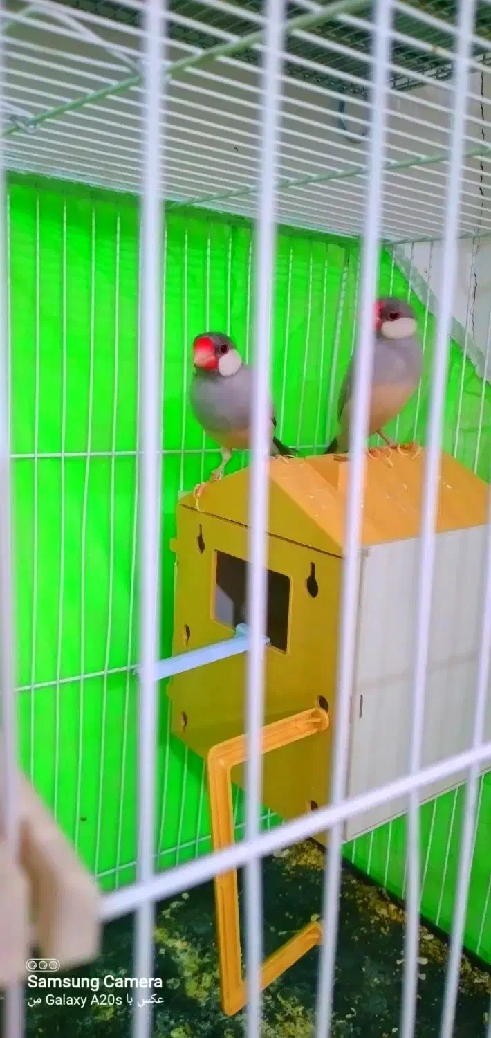 جفت نر ماده نرگس|پرنده|مشهد, کوی دروی|دیوار