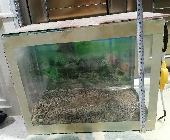 آکواریوم|ماهی|میاندوآب, |دیوار