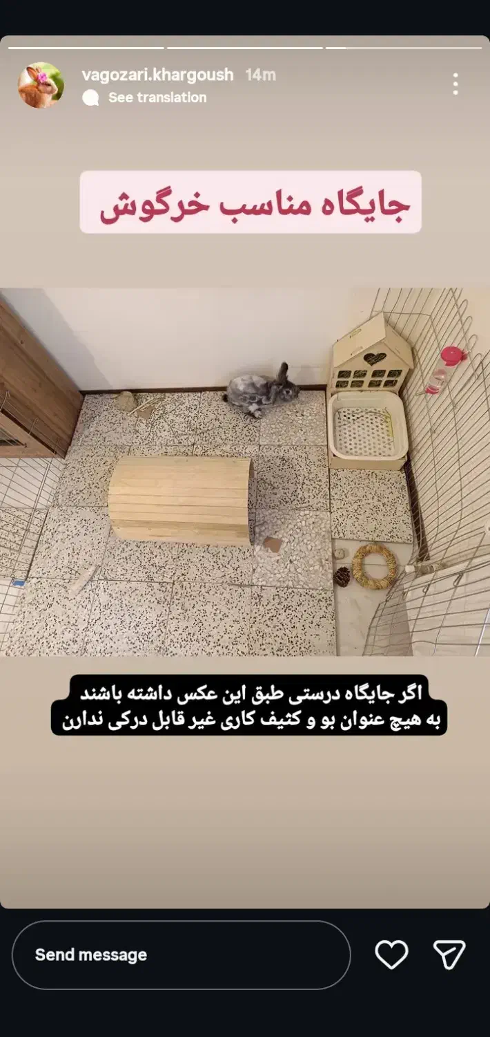 خرگوش|موش و خرگوش|خرمدره, |دیوار