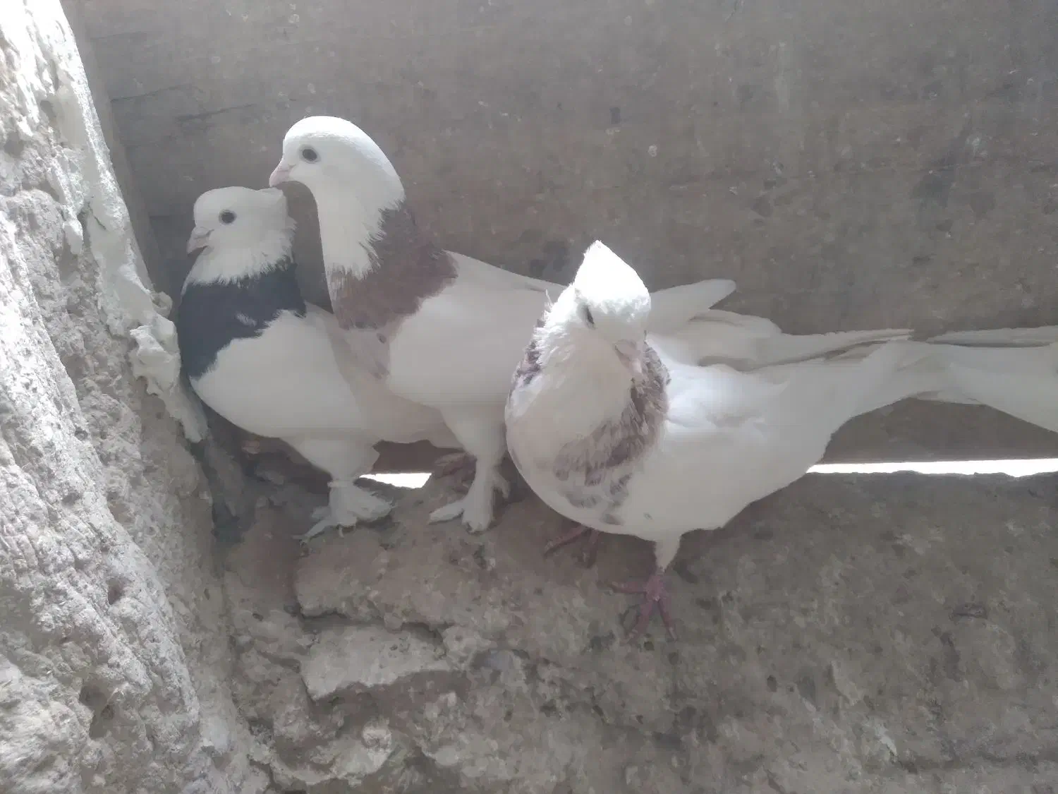 دوجفت طوقی به فروش میرسد|پرنده|قهستان, |دیوار