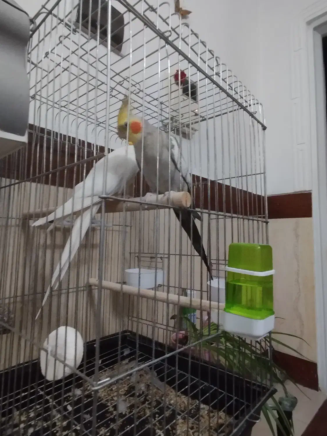 عروس هلندی|پرنده|الوند, |دیوار