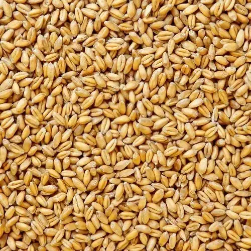 گندم پیشگام|عمده‌فروشی|تاکستان, |دیوار