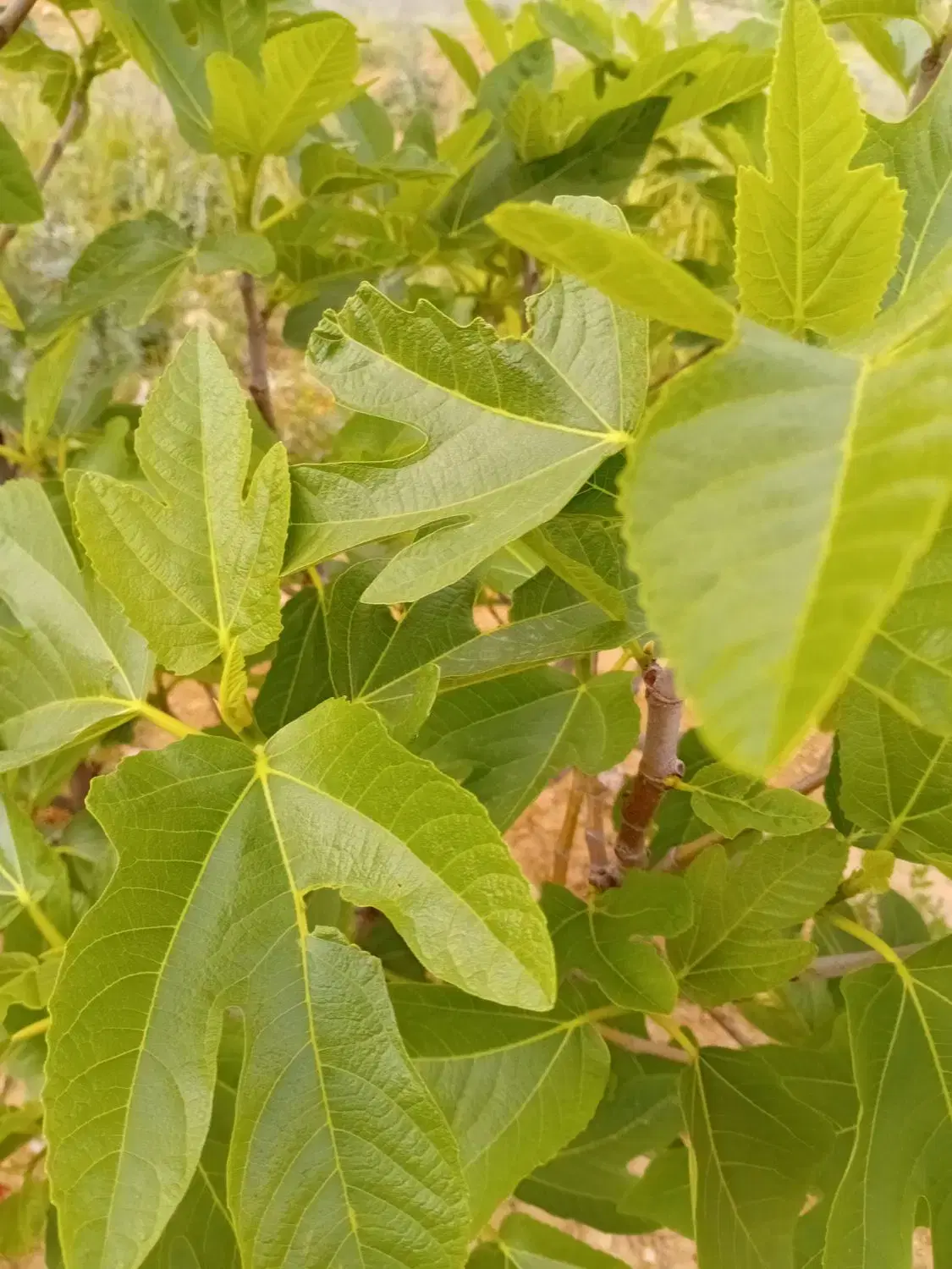 تصویر 6