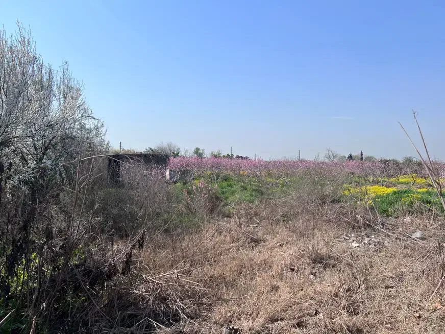 زمین|فروش زمین و ملک کلنگی|نکا, |دیوار