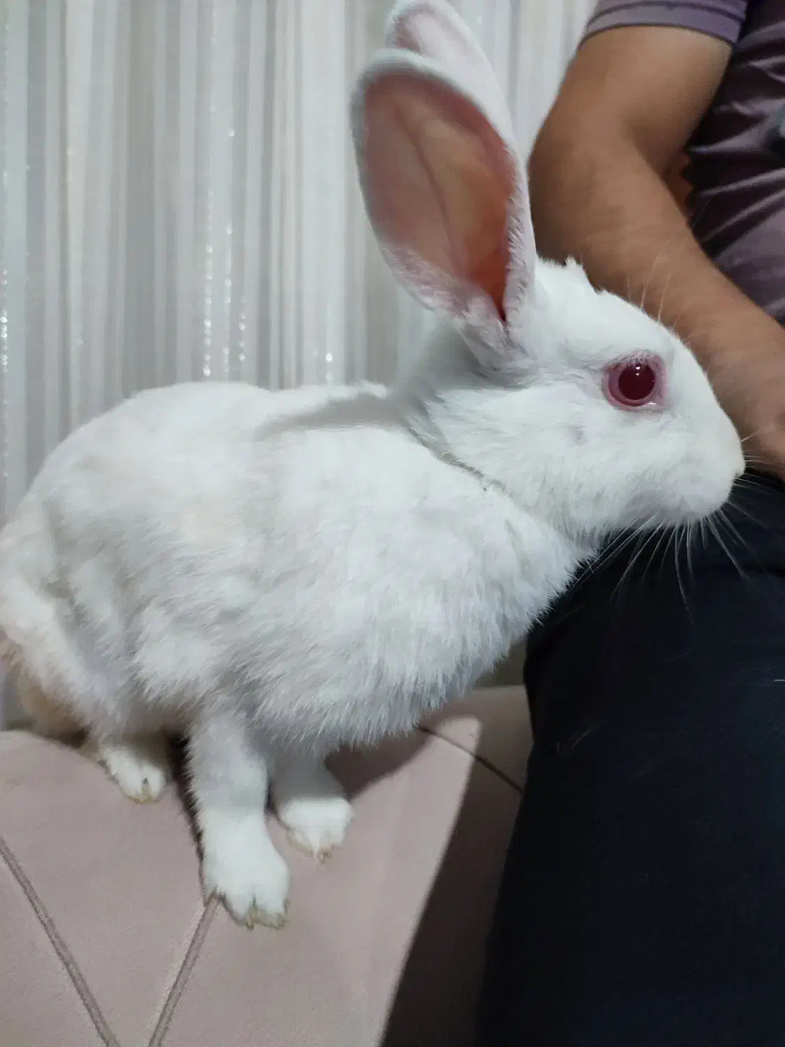 خرگوش سفید خوشگل و باربگوش|موش و خرگوش|قم, انصار‌الحسین|دیوار