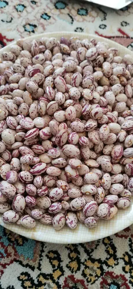 لوبیاچیتی محلی|حراج|ماهان, |دیوار