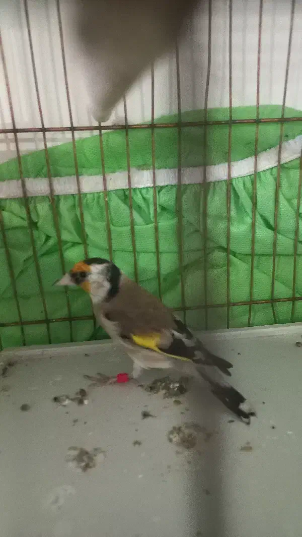 سهره های چهارگل آس.متولد قفس|پرنده|مشهد, جاهد شهر|دیوار