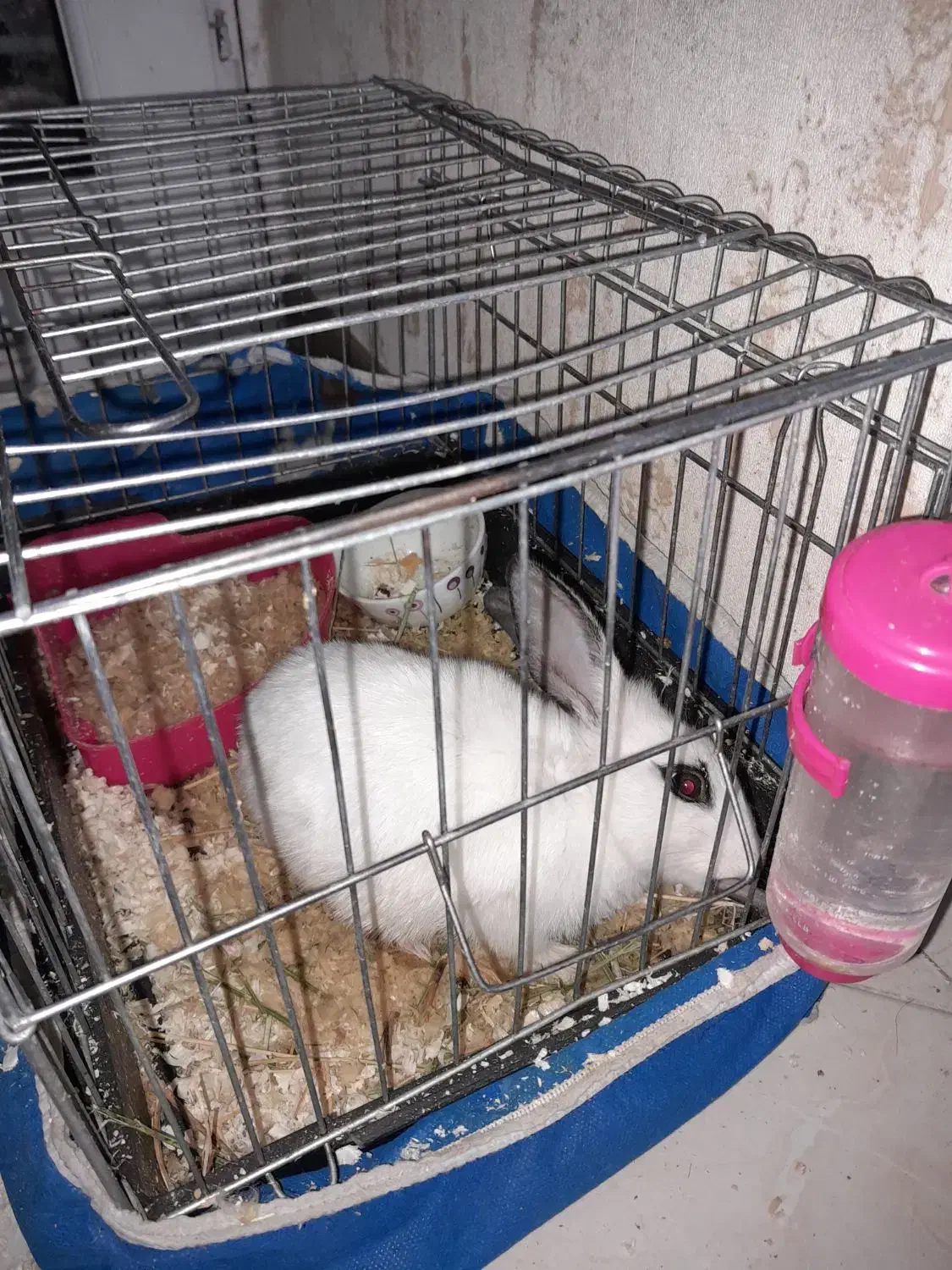 خرگوش چشم اشکی نصف قیمت|موش و خرگوش|تهران, استخر|دیوار