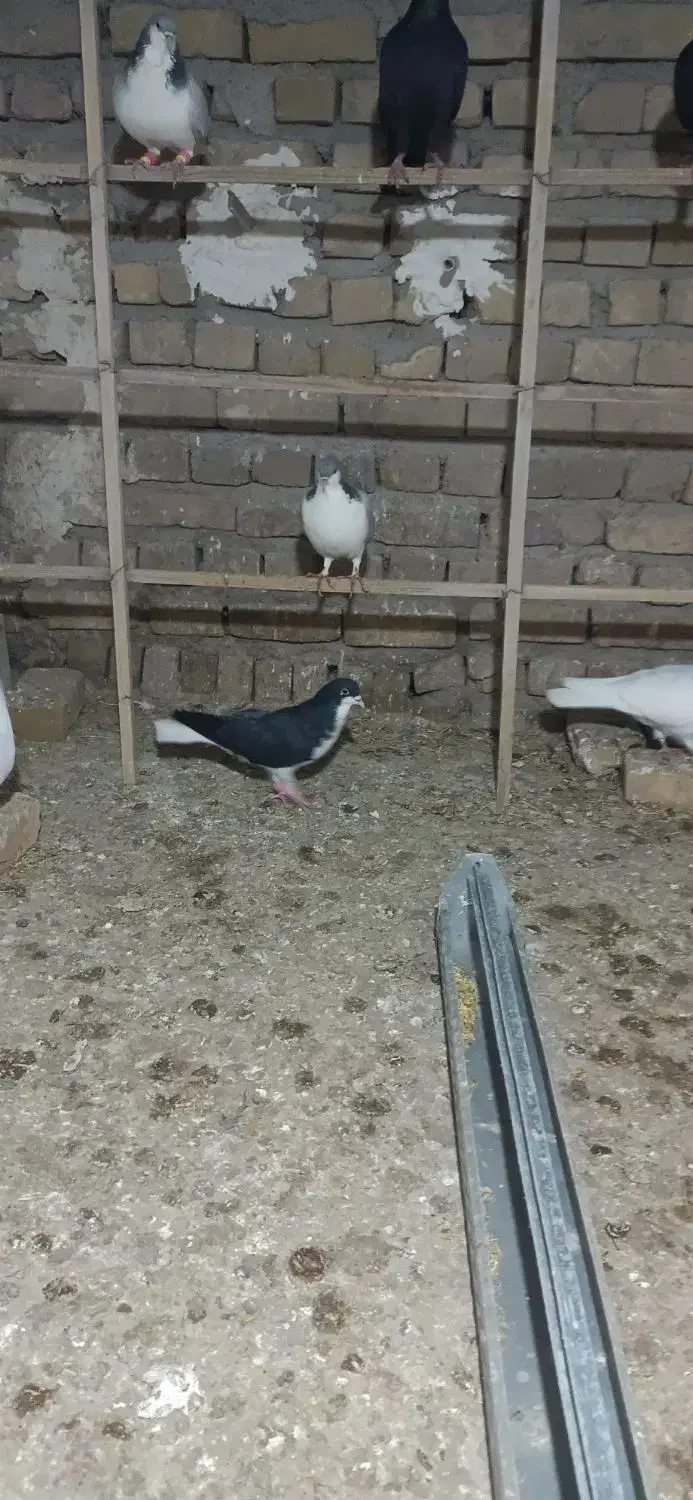 کبوتر رنگی|پرنده|محمدیه-قزوین, |دیوار