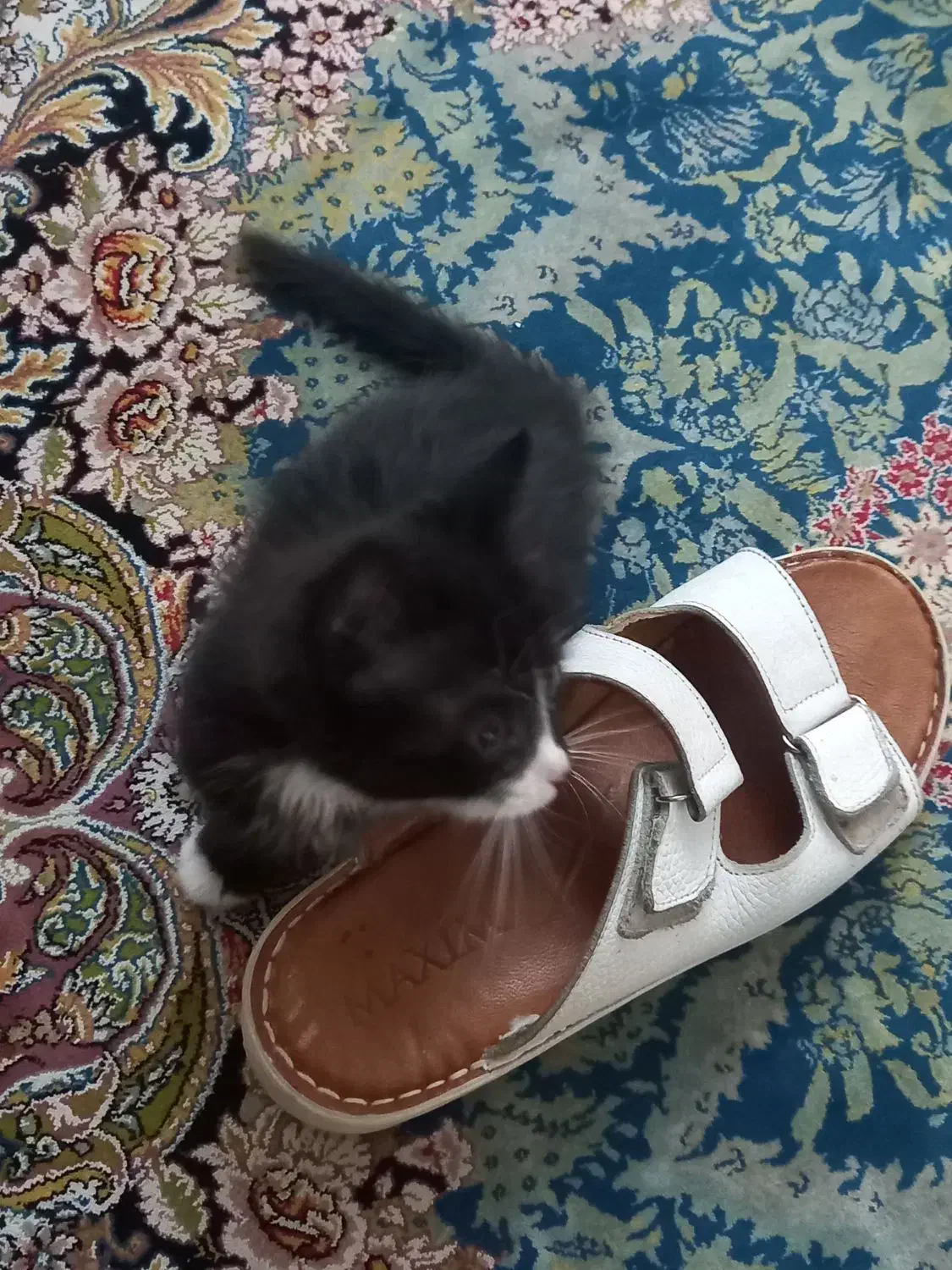 گربه|گربه|نجفآباد, فاز ۴ شهرک آزادگان|دیوار