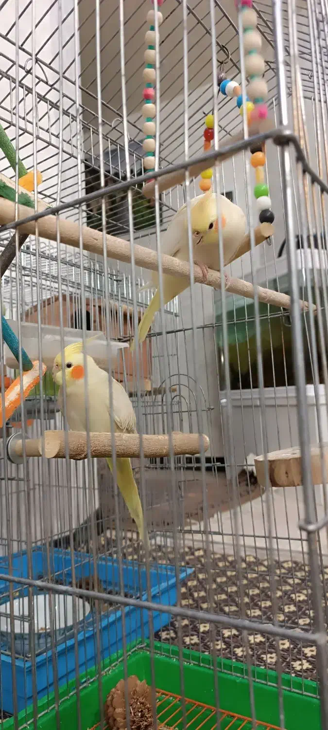 عروس هلندی|پرنده|مبارکه, |دیوار