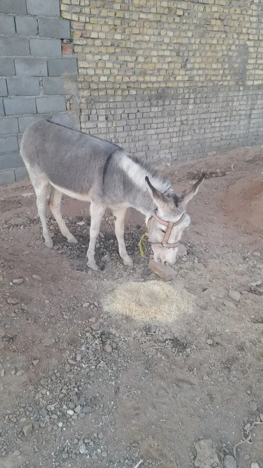 فروش الاغ یکساله نیم ماده آروم برای سواری|حیوانات مزرعه|مهریز, |دیوار