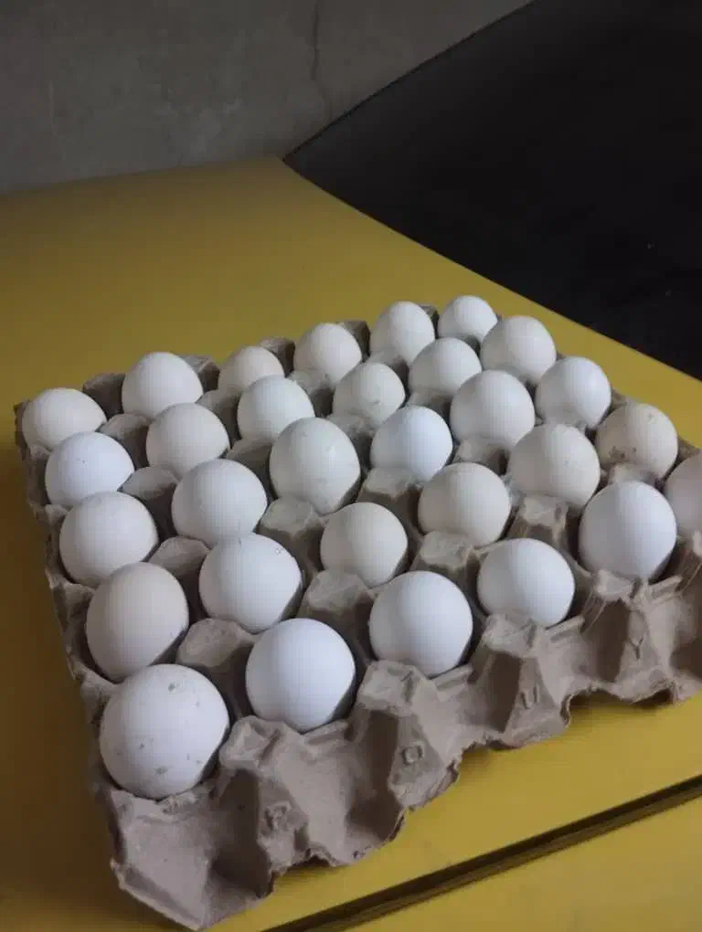 تخم مرغ گلین اصل فول ریش 20000تومان|حیوانات مزرعه|تهران, شهرآرا|دیوار