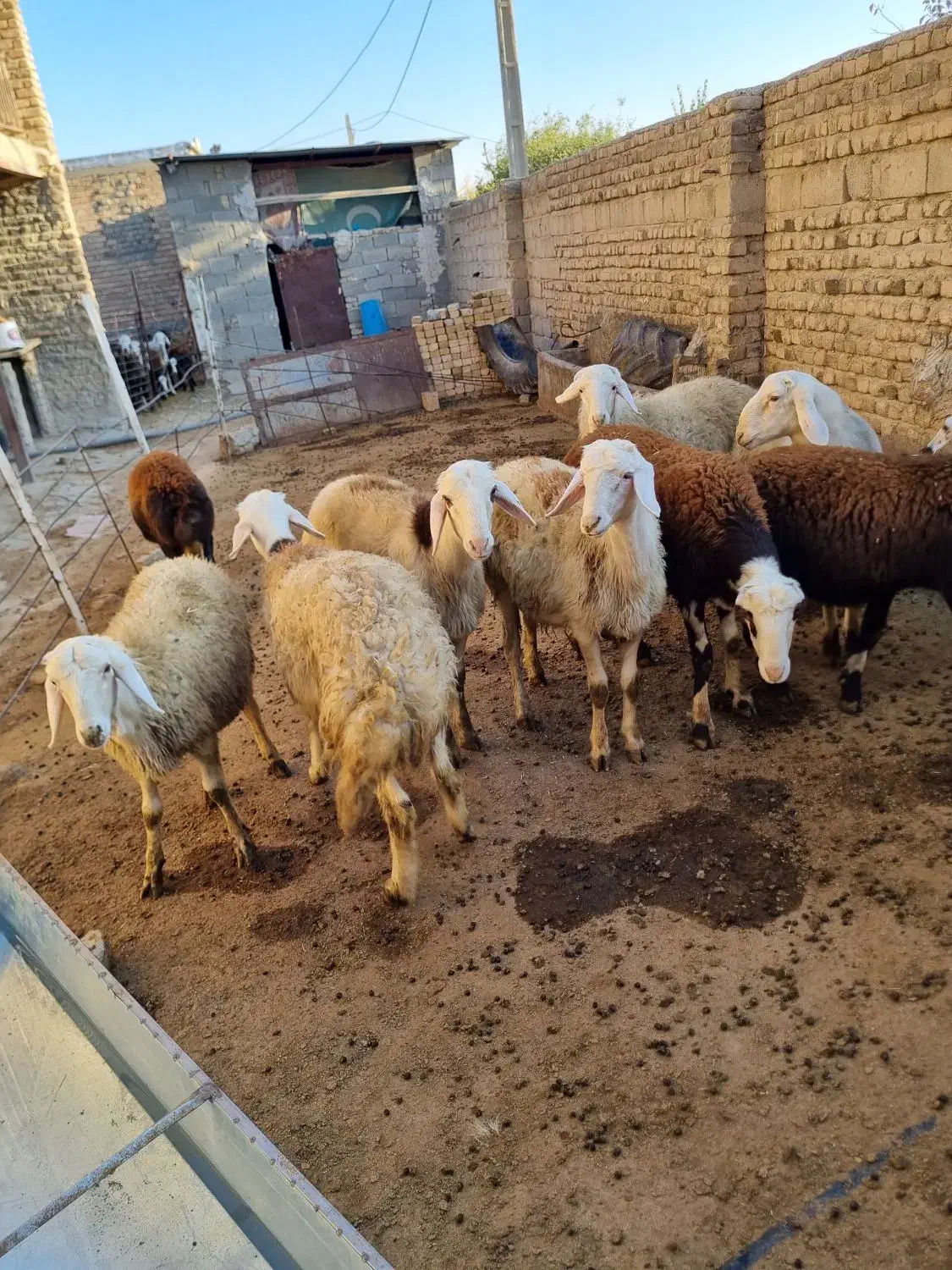 بره قوچ|حیوانات مزرعه|سیلاخور, |دیوار