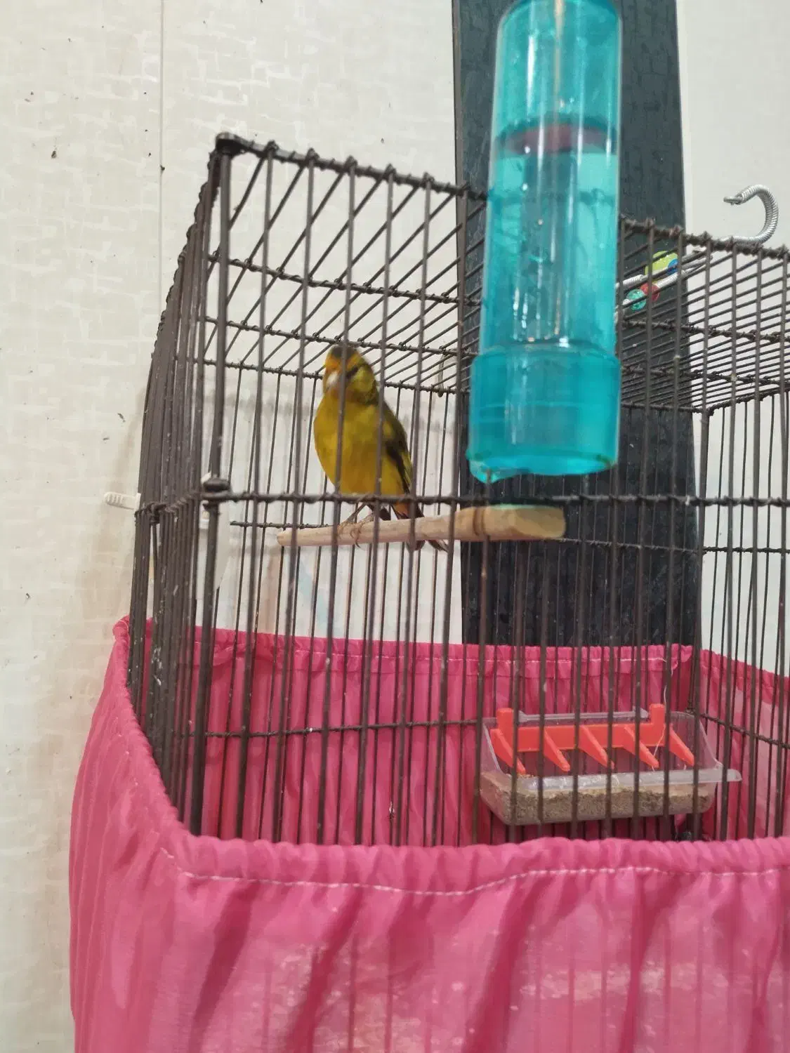 سهره قناری، سهره نر|پرنده|شهریار, شهریار|دیوار