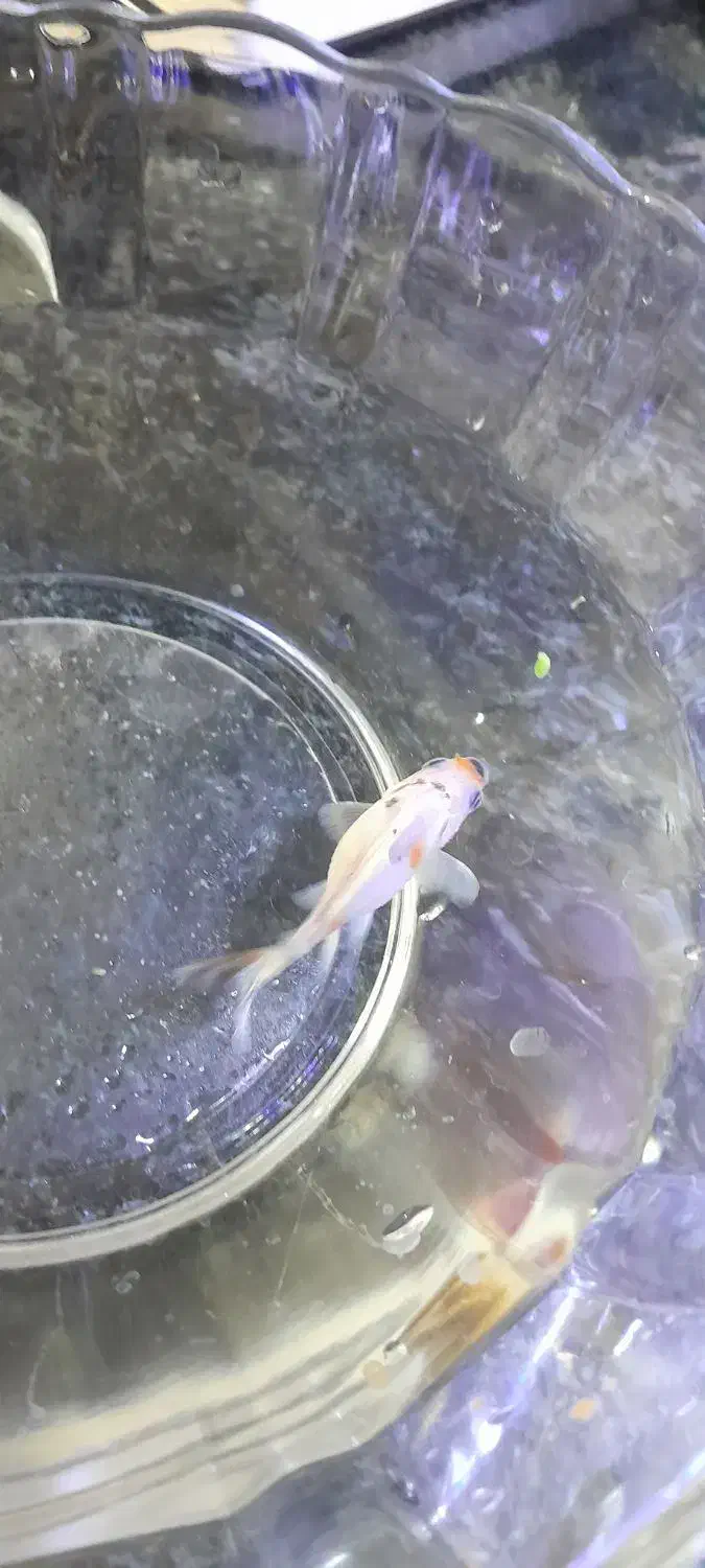 گلد فیشgold fish.معاوضه با گوپی|ماهی|شیراز, شهرک مدرس|دیوار