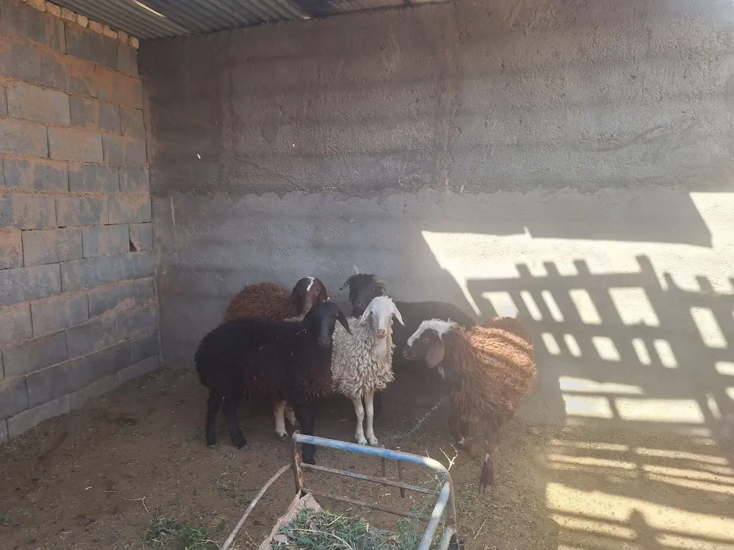 بره نر افشار|حیوانات مزرعه|شاهین‌شهر, گرگاب|دیوار