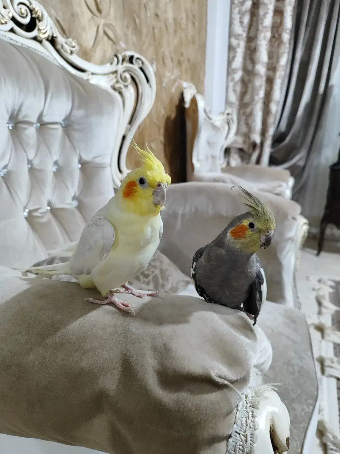 عروس هلندی|پرنده|کرج, اخگرآباد|دیوار