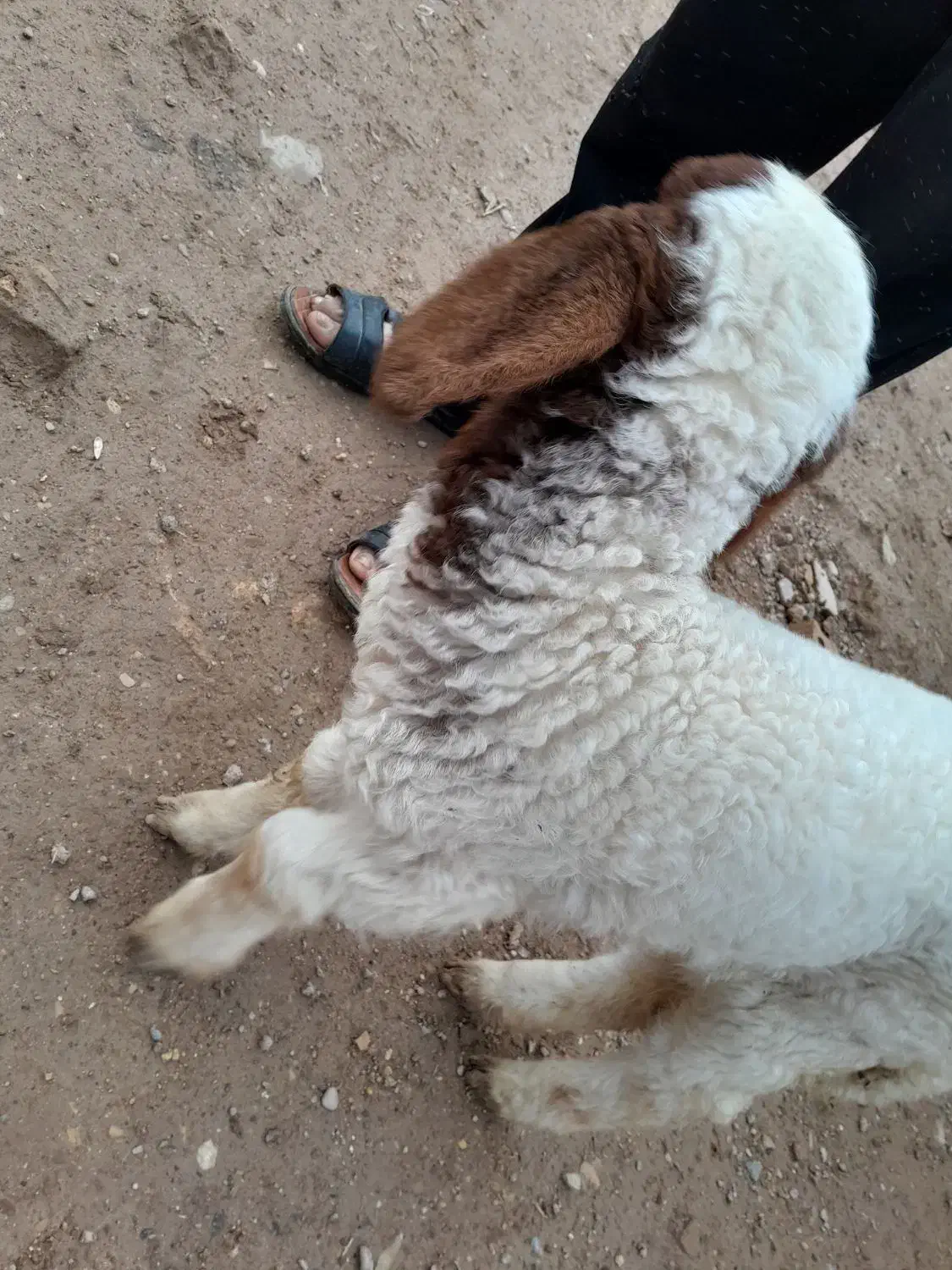 بره|حیوانات مزرعه|اهواز, پردیس|دیوار