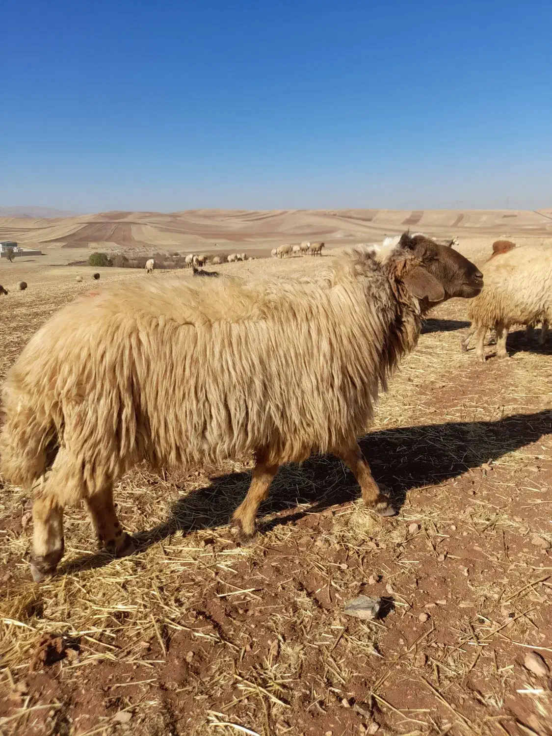 ورن ،قوچ|حیوانات مزرعه|کرمانشاه, |دیوار