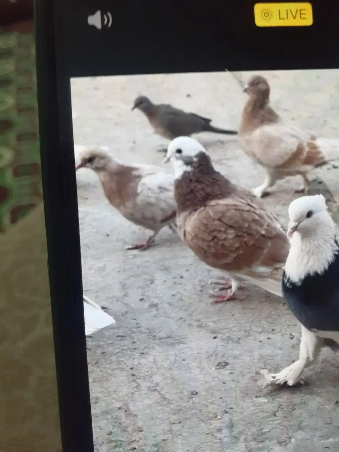 شازده زرد|حیوانات|قم, نیروگاه|دیوار