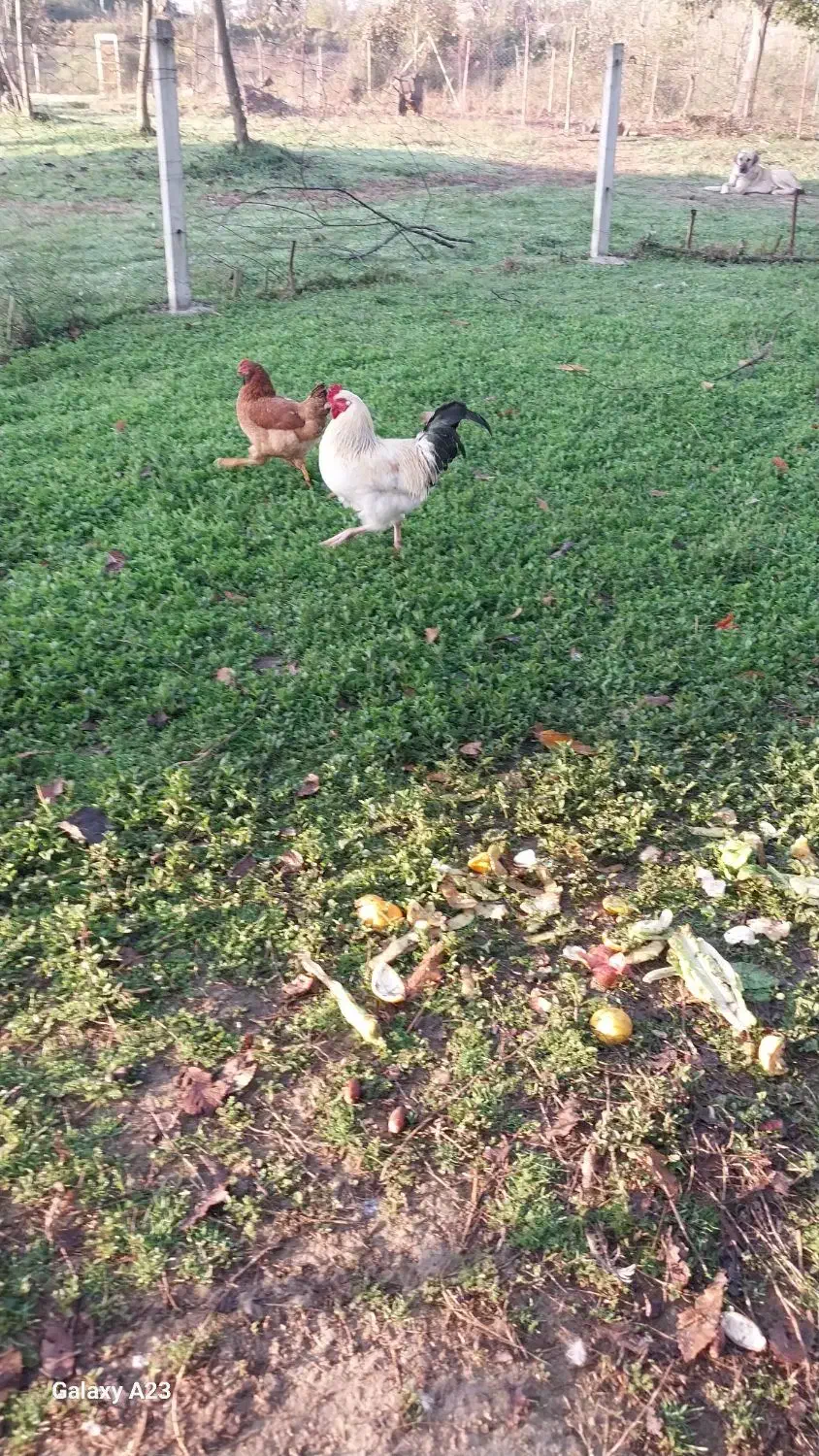 خروس گلین لری و مرندی و محلی و انواع دیگر|حیوانات مزرعه|لاهیجان, لفمجان|دیوار