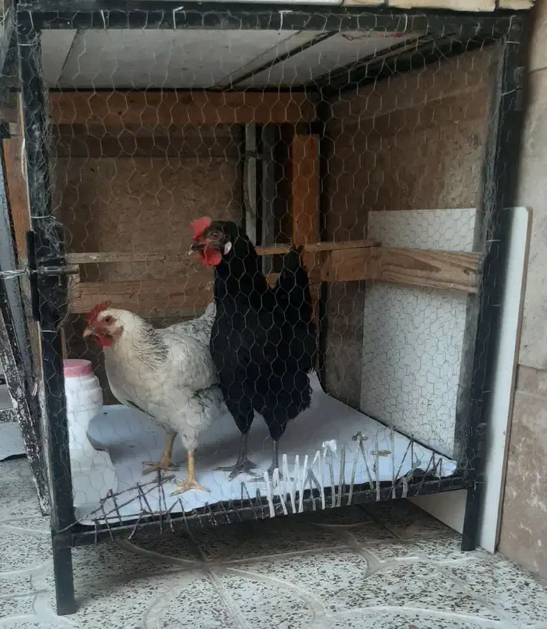 ۲عدد مرغ تخمگذار رسمی سالم|حیوانات مزرعه|وحیدیه, |دیوار