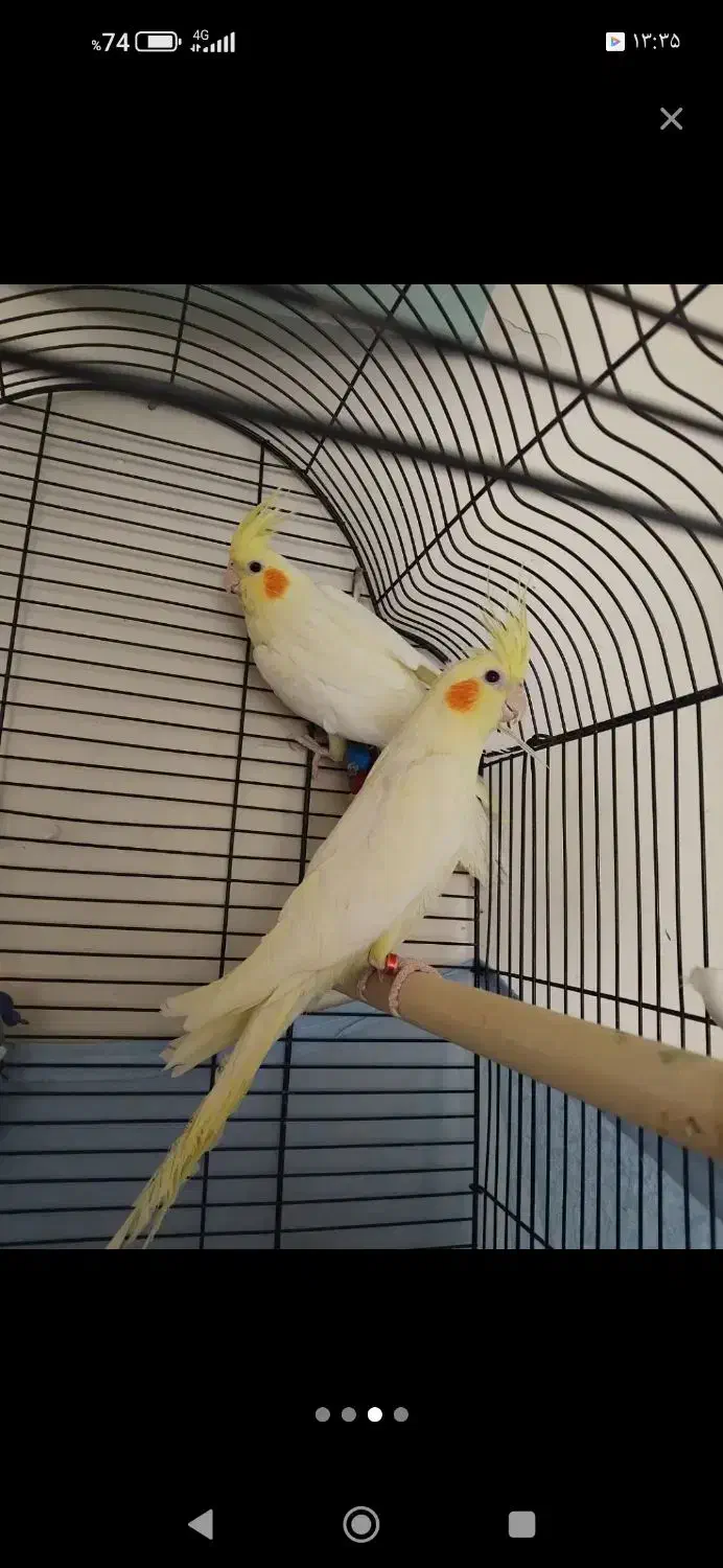 عروس|پرنده|جلفا, |دیوار